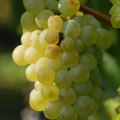 weisser Elbling 01